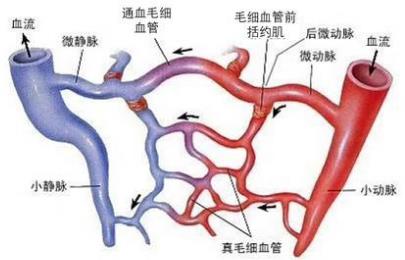 微循环的功能 什么是微循环  怎样改善微循环