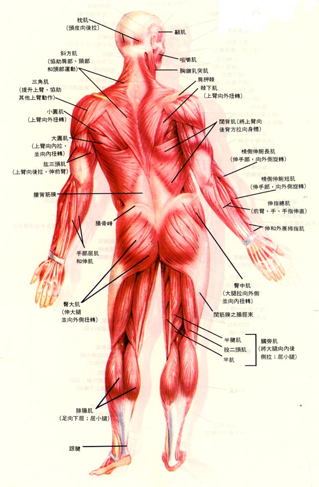 人体后背部肌肉图以及其功能