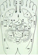 脚底穴位图 脚底反射区图 足底反射区图  足底穴位图 脚底反射区准确位置图