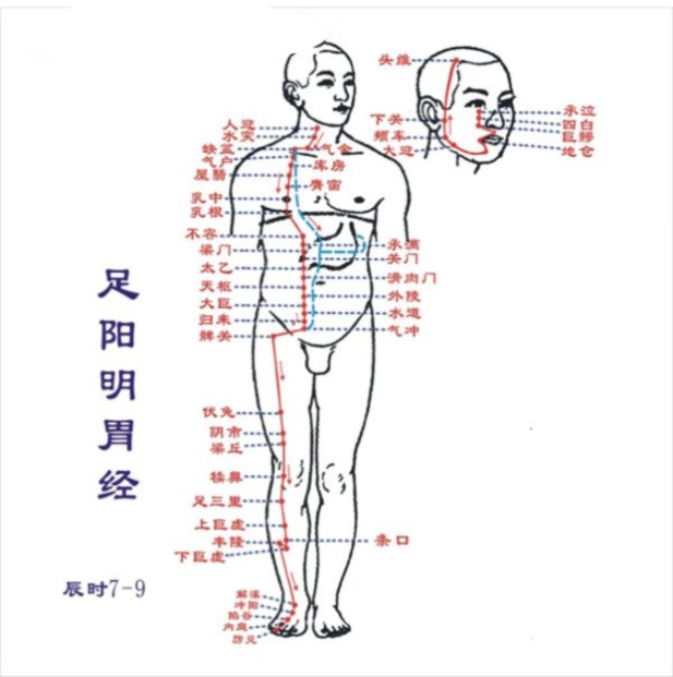 胃经络图走向 胃经穴位图 胃经的准确位置图