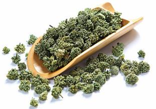 三七花图 三七花功效和作用 三七花图
