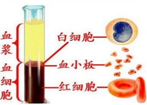 血液质量决定着生命的质量