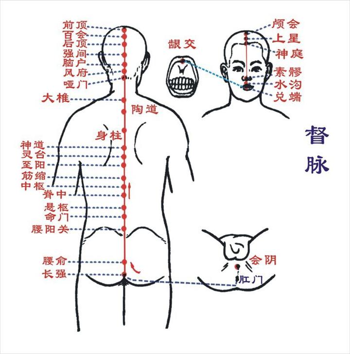 督脉图及督脉穴位图  督脉走向图及督脉穴位准确图