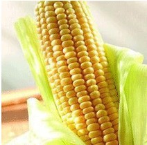 玉米的功效.6 哪些人不宜吃玉米 吃玉米的5个禁忌
