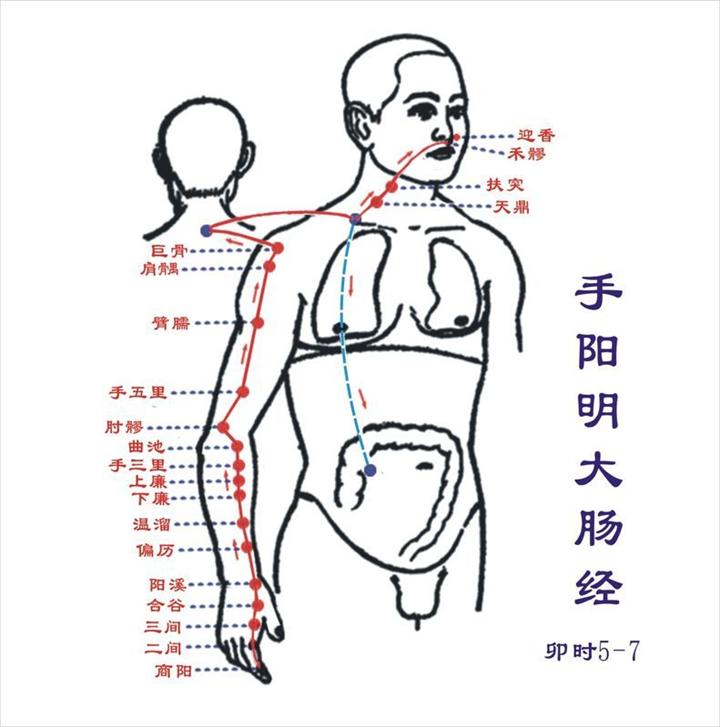 大肠经经络图 大肠经穴位图 大肠经的准确位置图