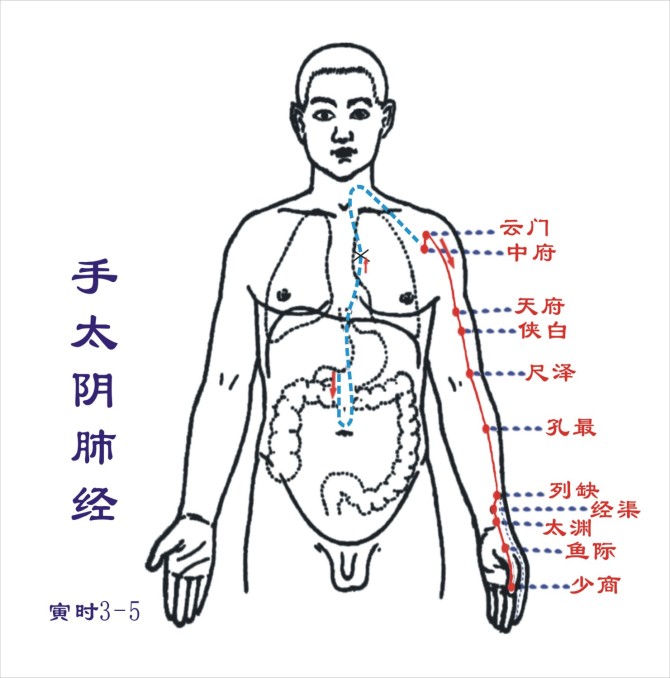 肺经经络图 肺经穴位图 肺经的准确位置图