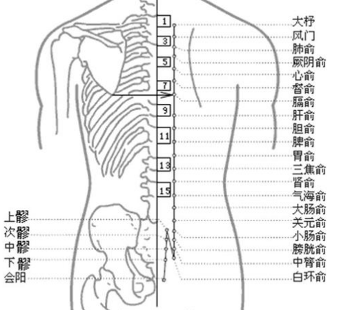 背诊，背部穴位图