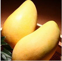 芒果的8大功效 芒果降低胆固醇明目 吃芒果的3个禁忌