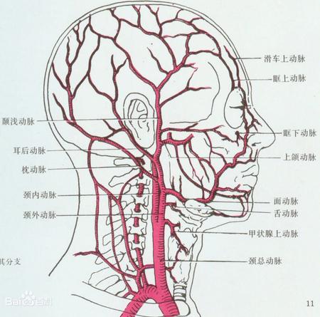 3种头痛 太阳穴疼痛 偏头痛 颞浅动脉易引起的头痛