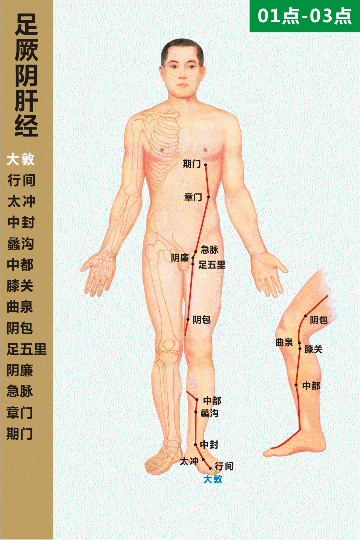 肝经以及肝经上穴位运行方向动态图 肝经的准确位置图