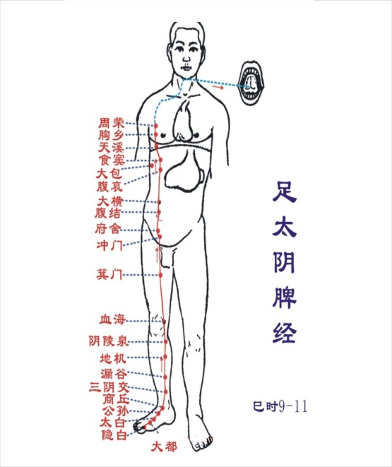 脾经经络图 脾经穴位图 脾经准确位置图