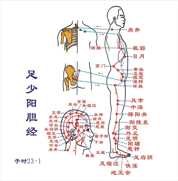 胆经经络图 胆经穴位图 胆经准确位置图