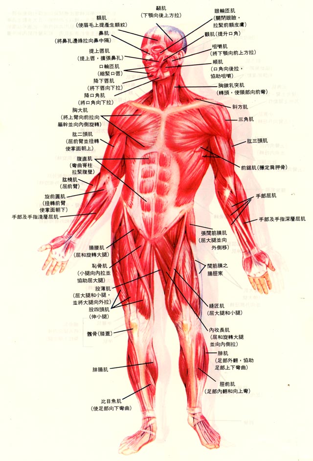 人体前部肌肉结构图以及它的功能