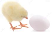 每天吃一个鸡蛋的7个理由 吃一个鸡蛋等于吃一只小鸡