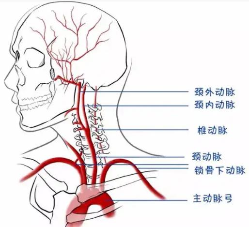 颈动脉 颈外动脉图和颈内动脉图