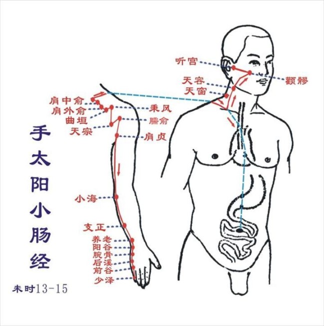 小肠经经络图及小肠经上的穴位图 小肠准确位置图
