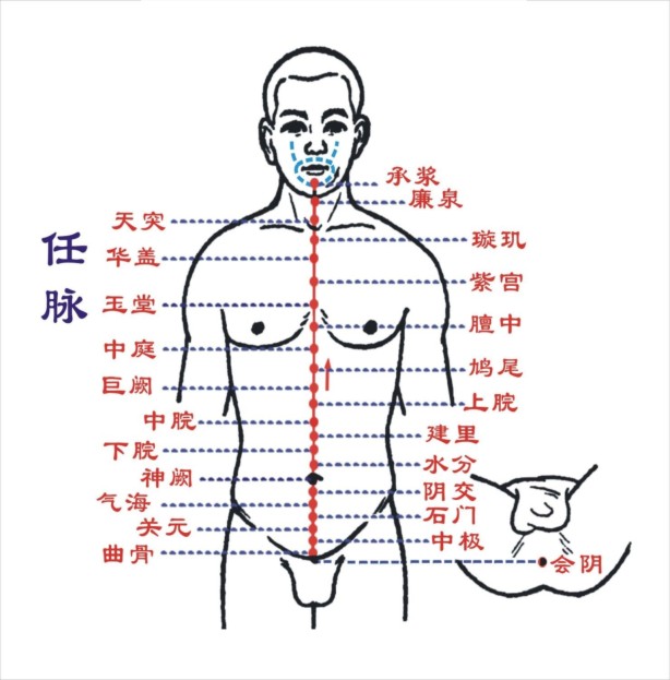 任脉图及任脉穴位图 任脉走向图 任脉准确位置图 